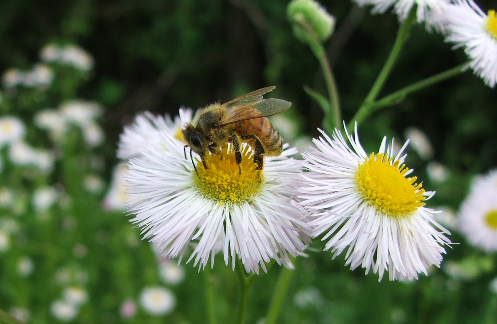 bee on a flower weed