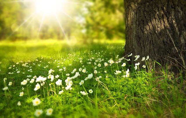 white flowers and sun