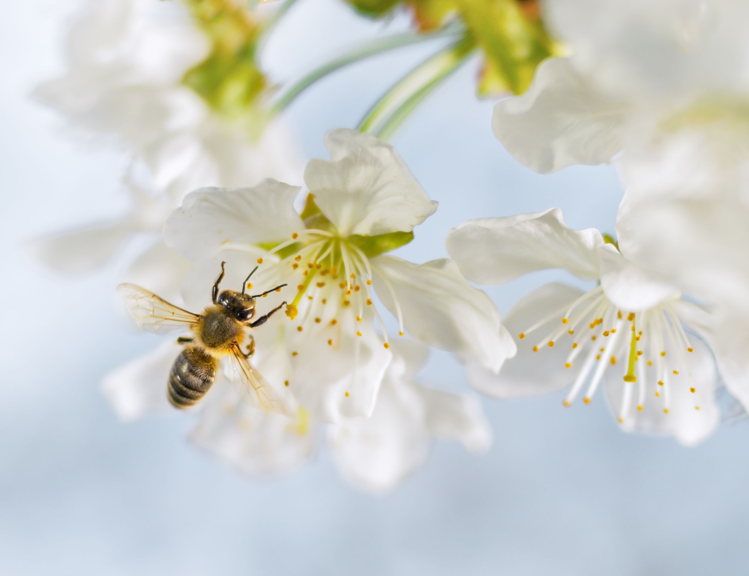 Honey bee on an apple blossom