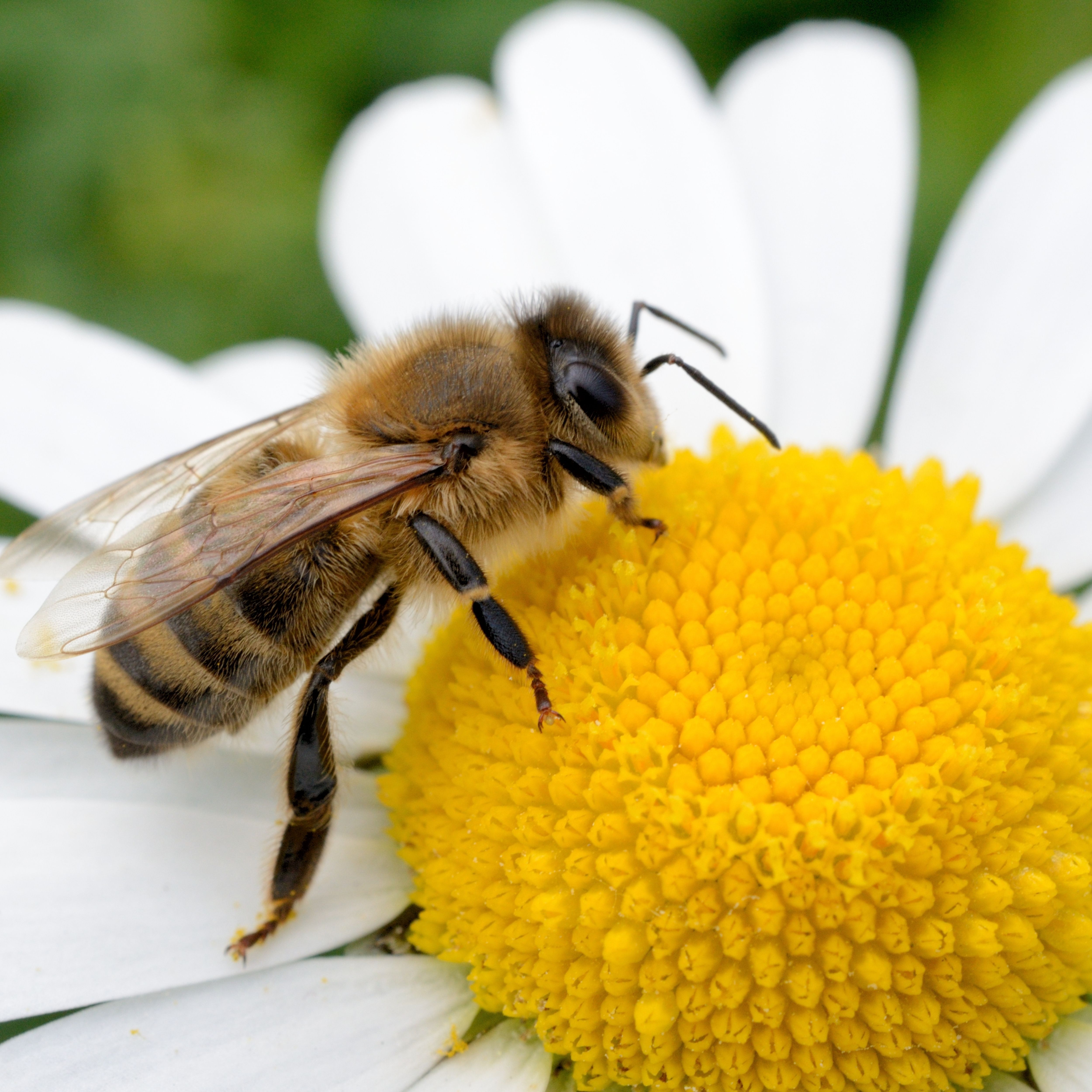 Honey bee on a daisy