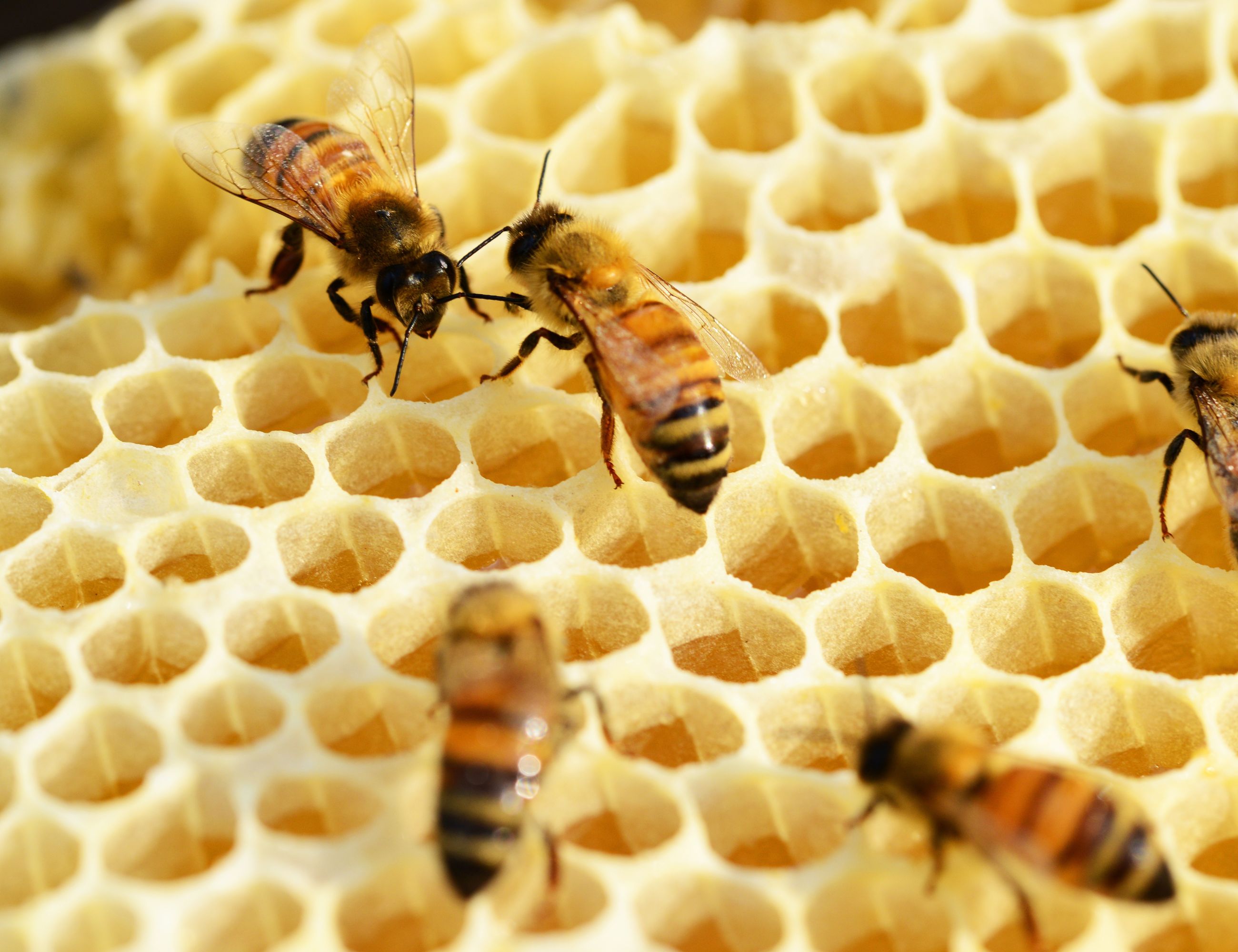 Honey bee on new wax comb