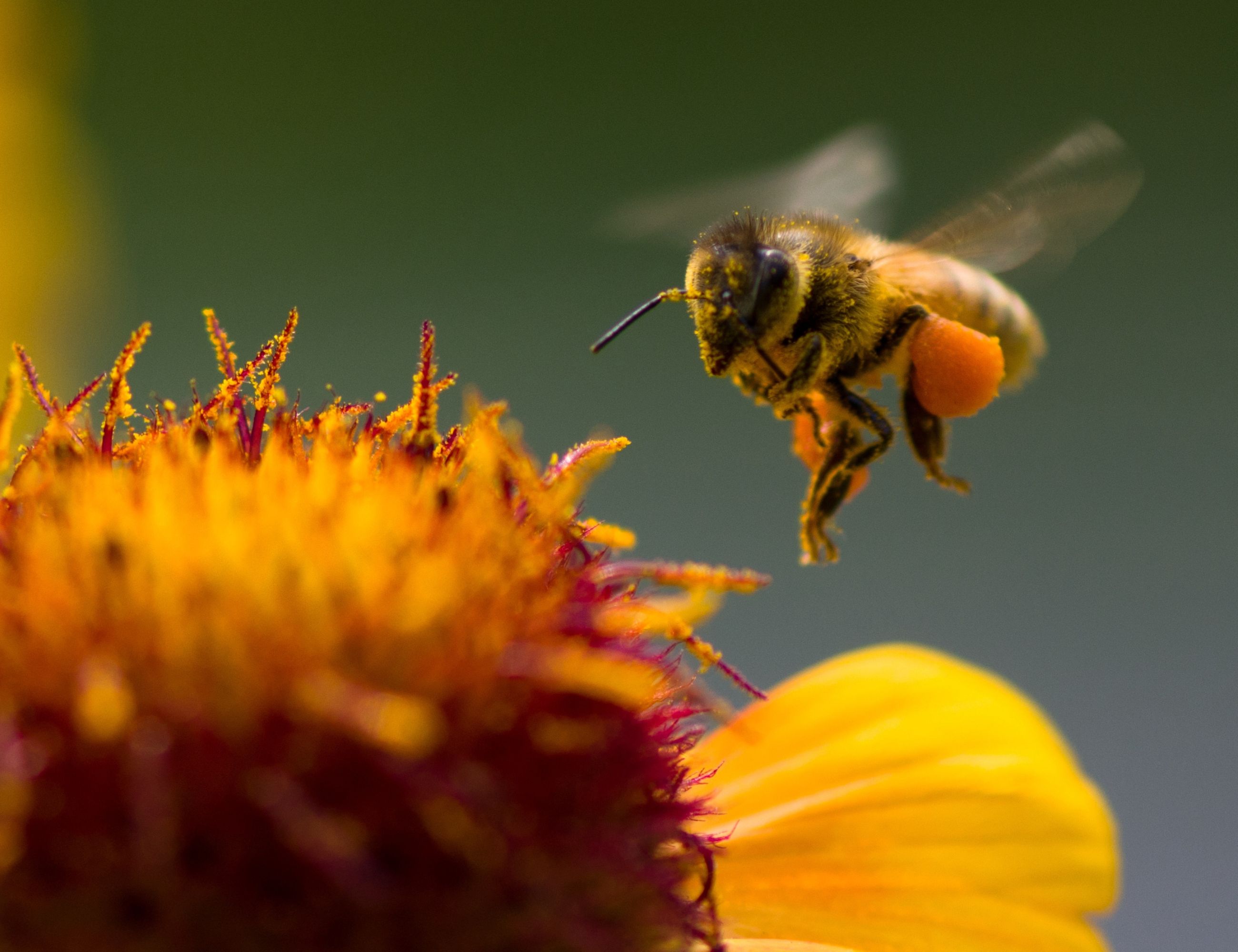 honey bee covered in pollen flying towards a flower