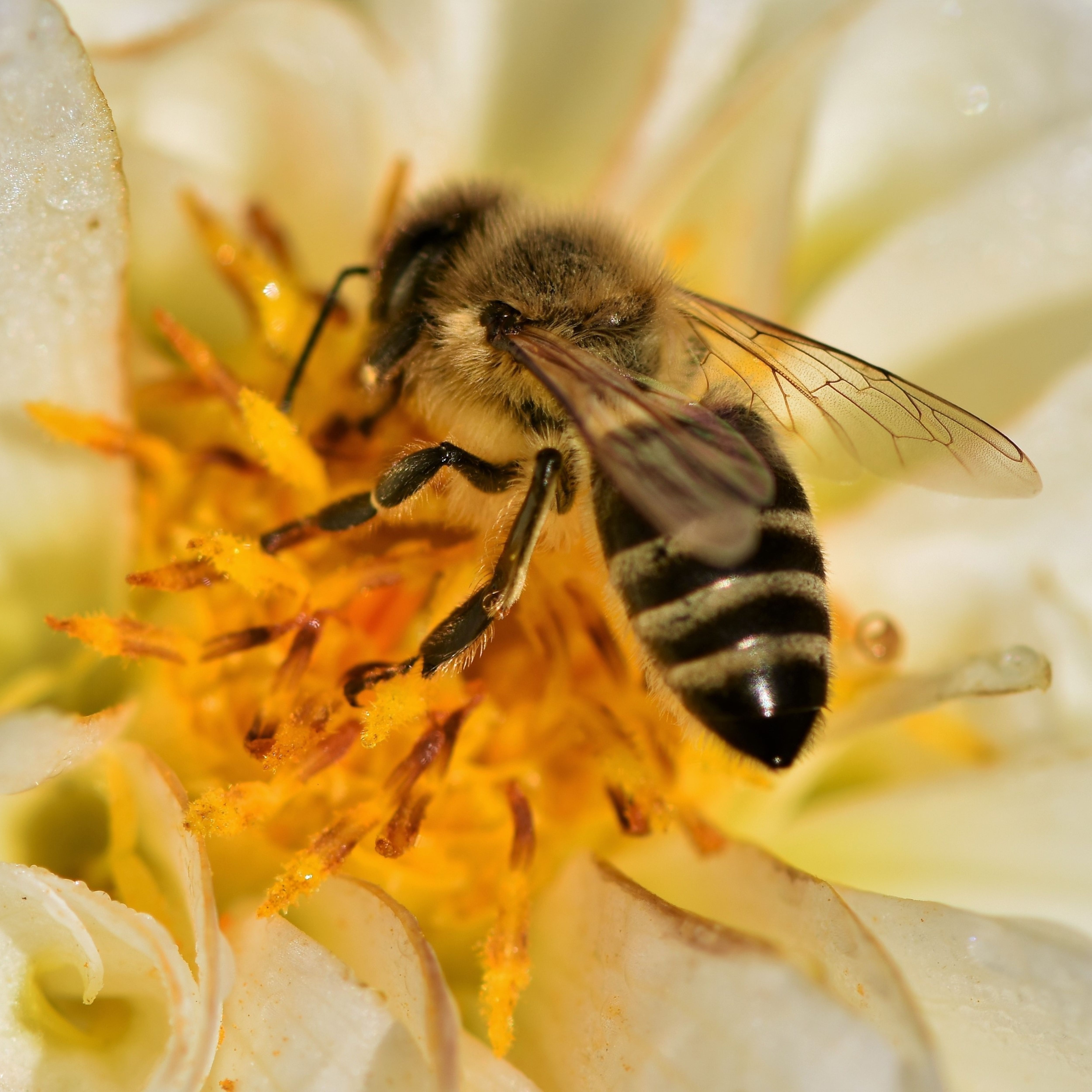 Honey bee eating nectar and collecting for the hive
