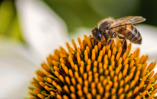 honeybee on corn flower