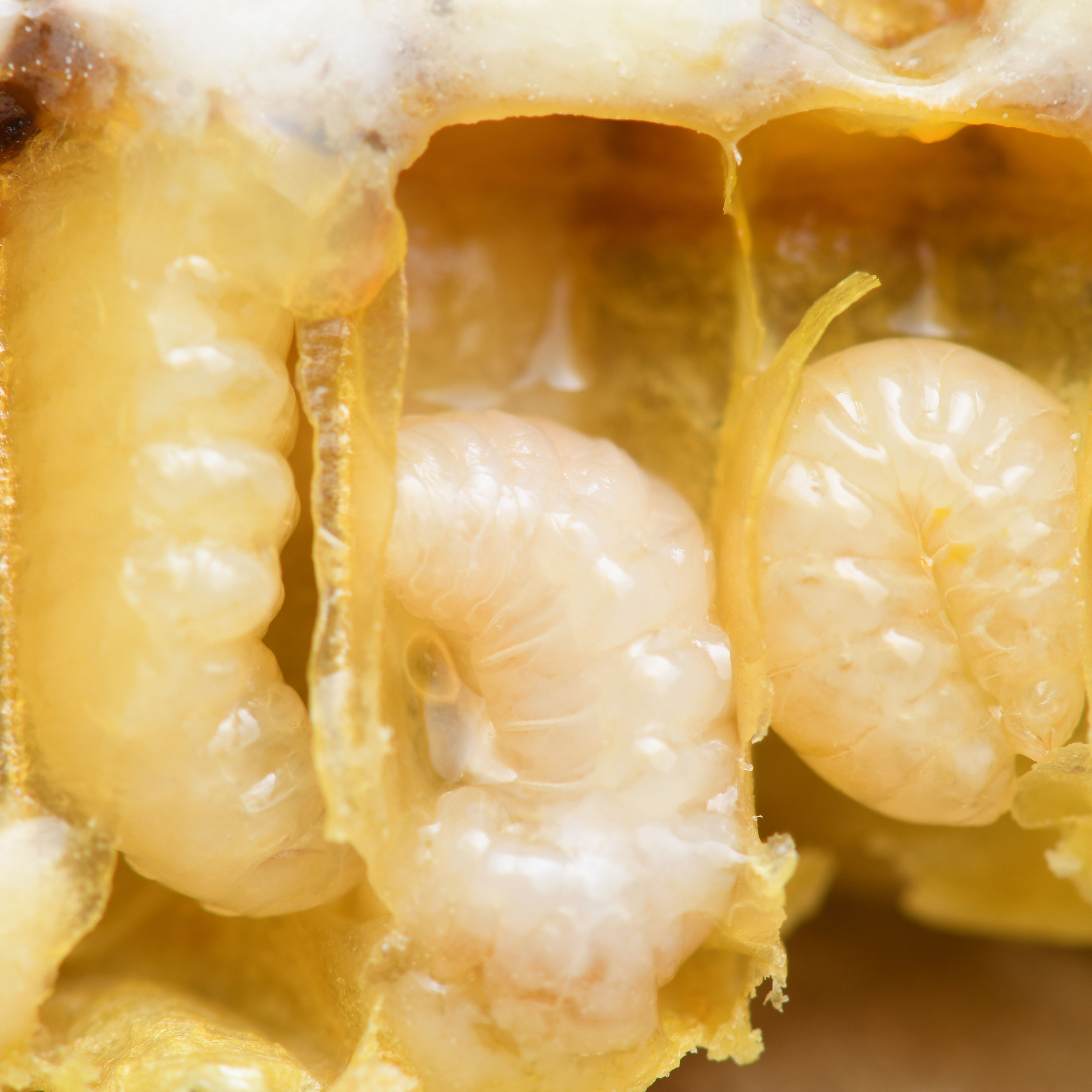 Honey bee larva in the hive observation