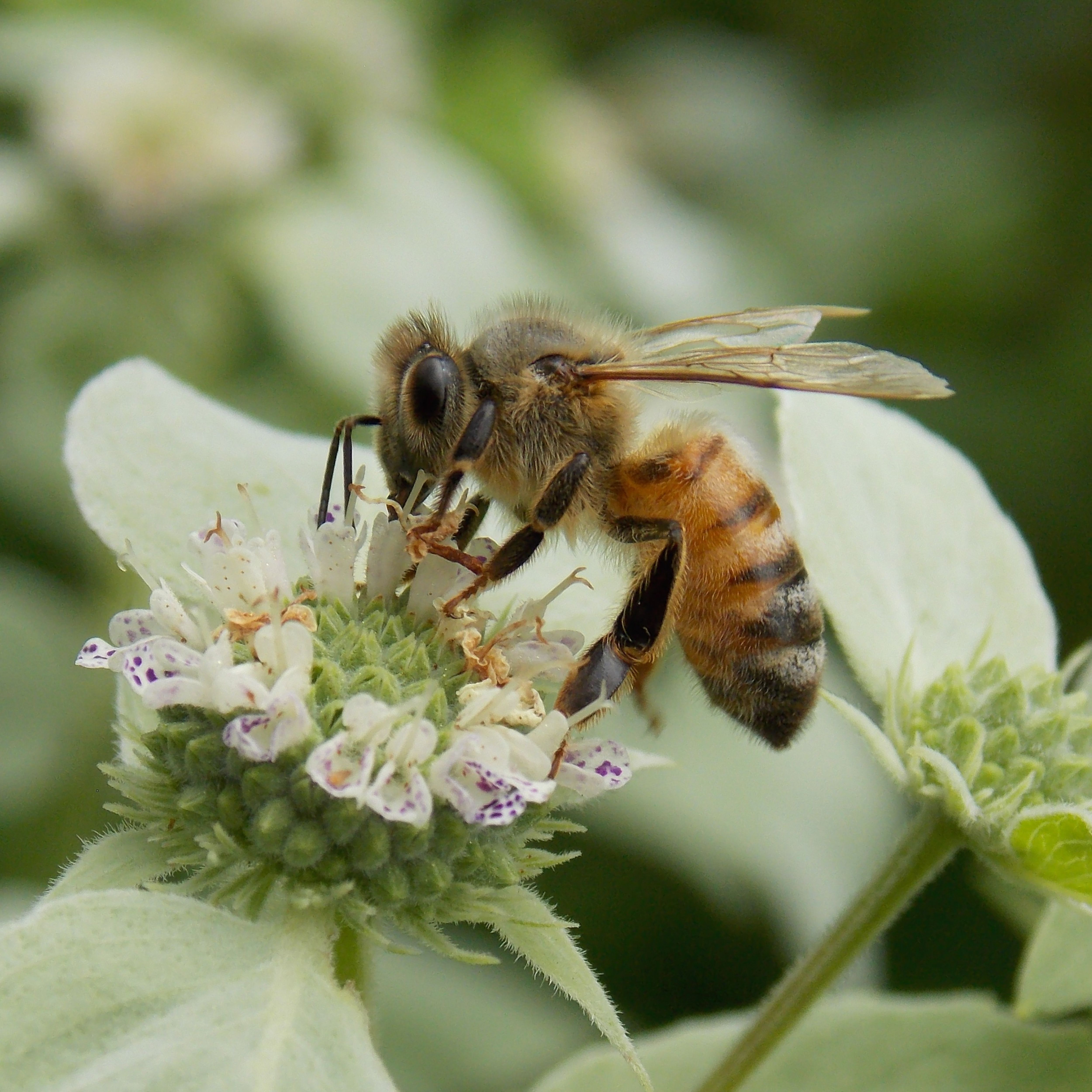 Honey bee on a green flower