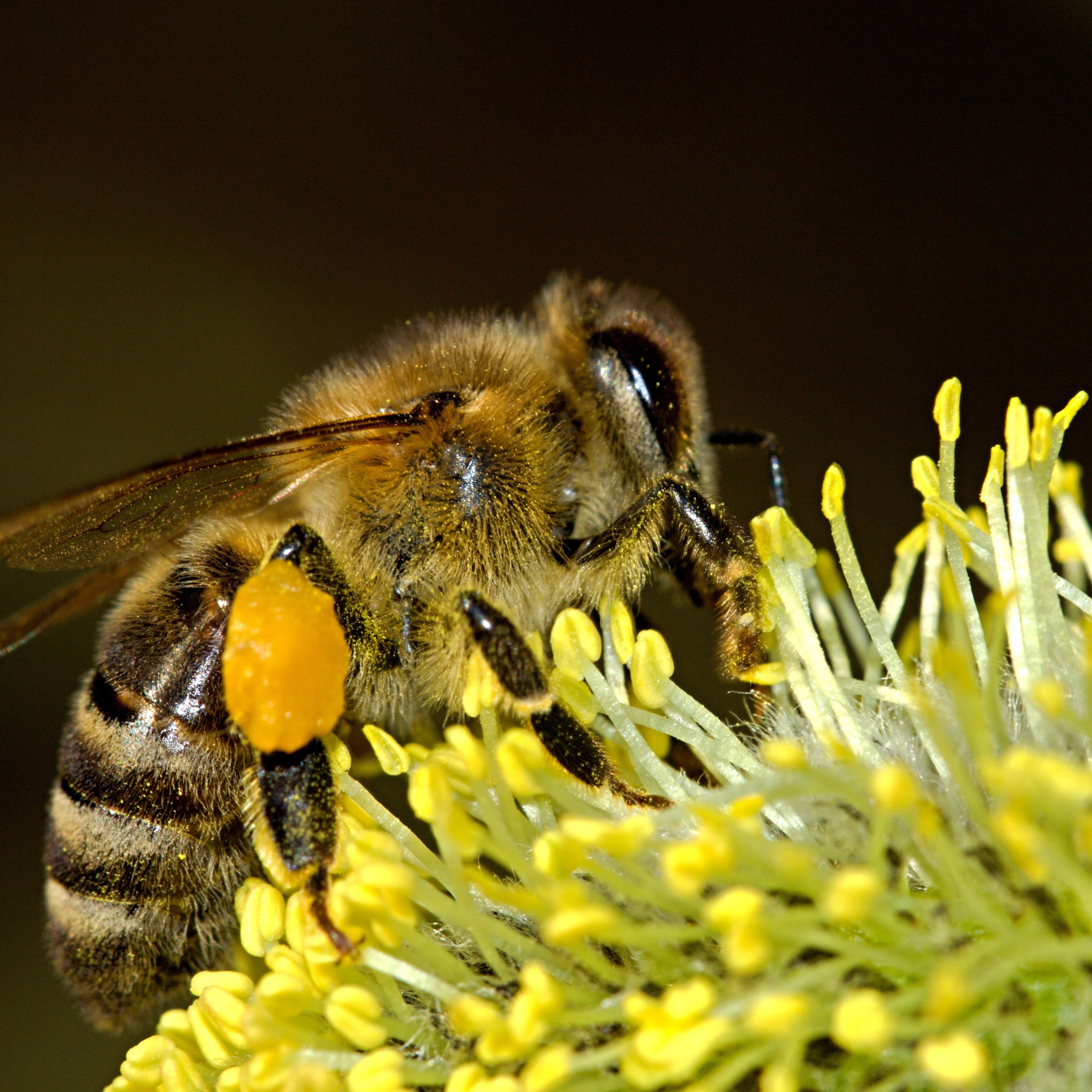 honey bee on a yellow flower with pollen