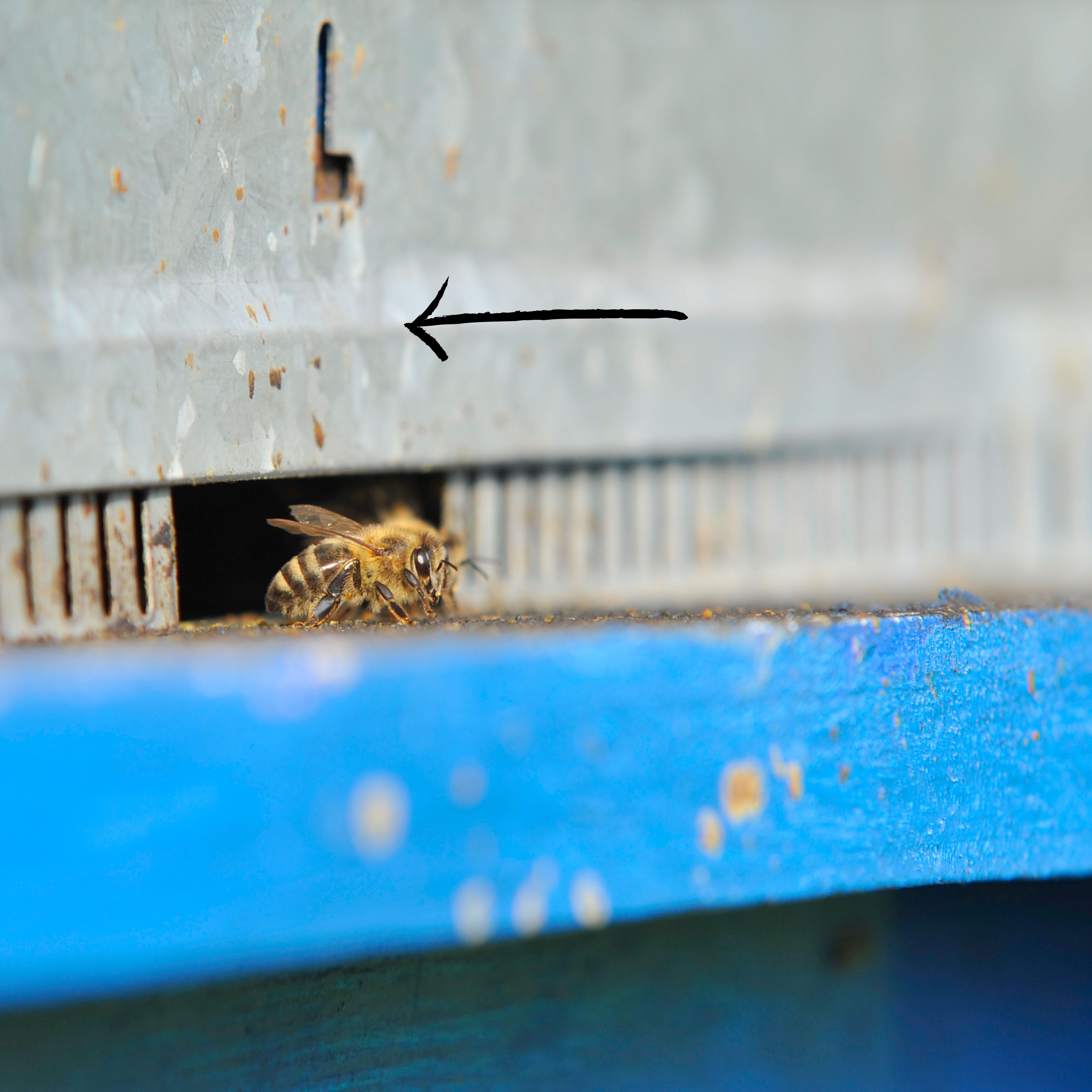 honey bee poop on the front of the hive