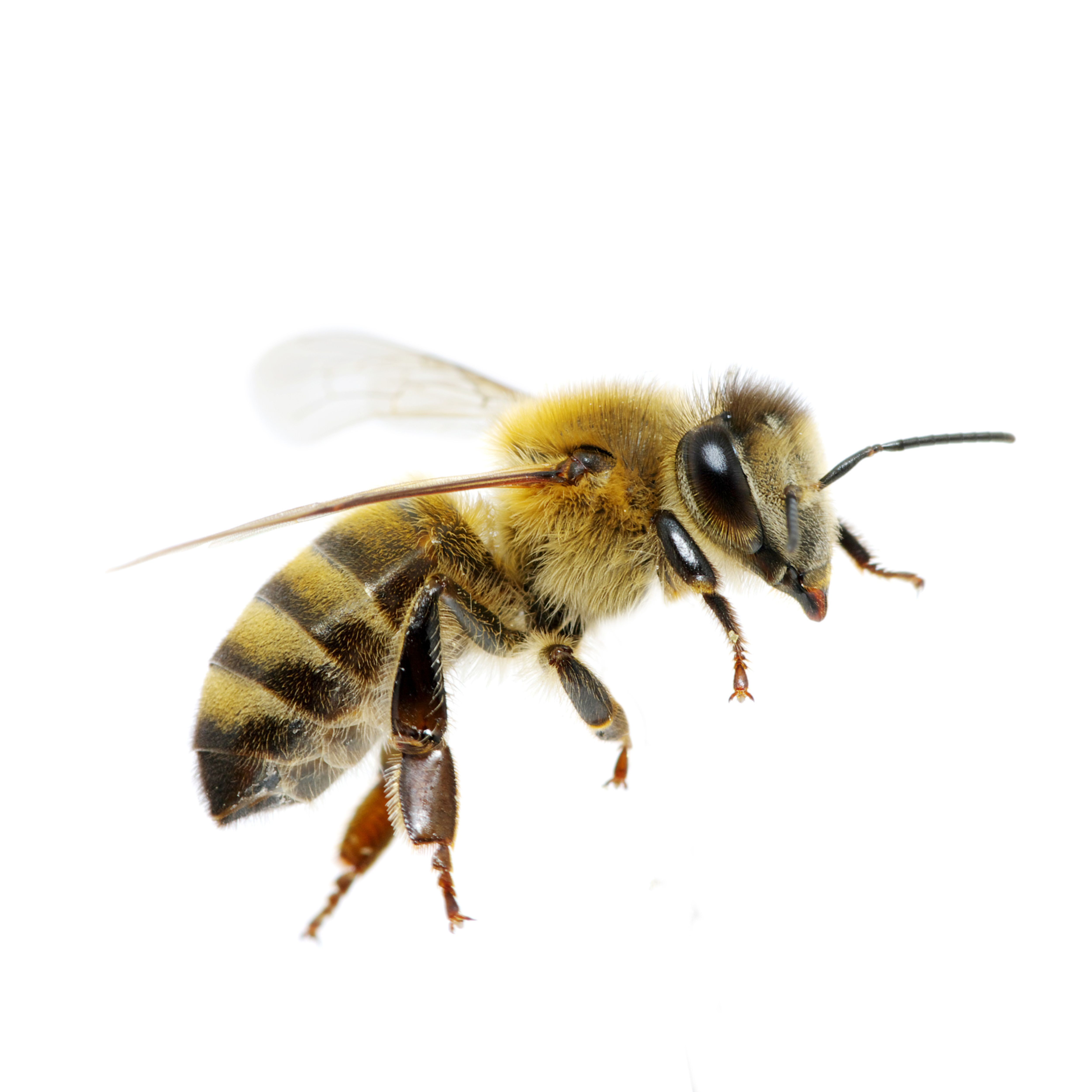 honey bee profile