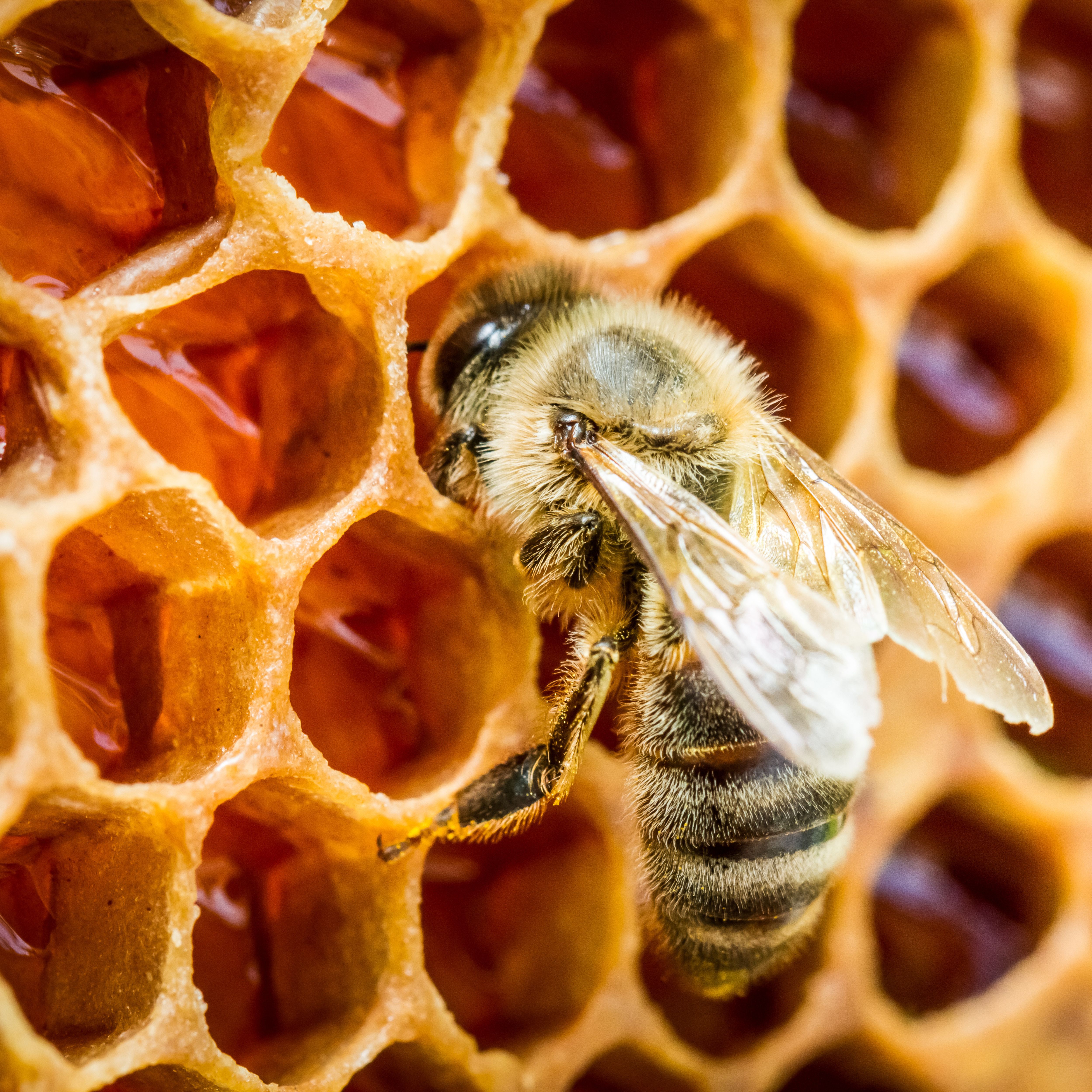 Worker bee tender her babies in the colony