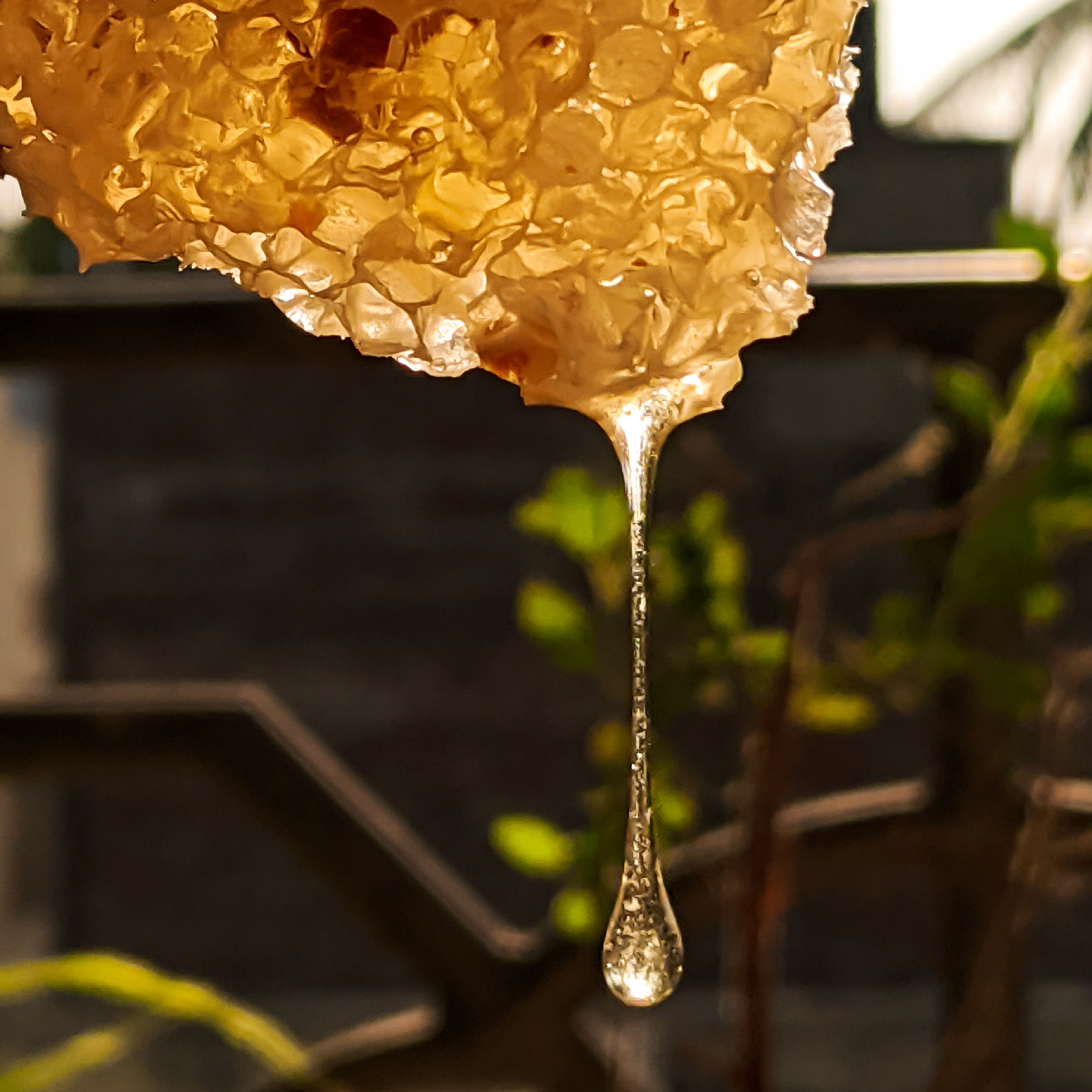 honey comb dripping with honey from a frame