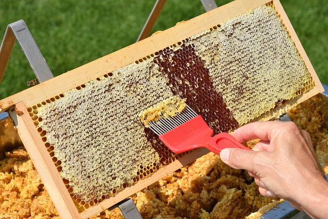 raw honey in a frame
