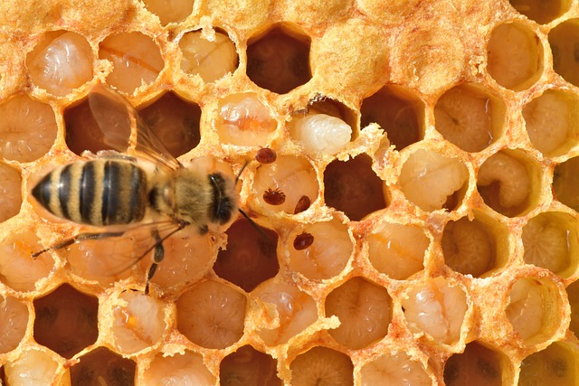 hive with mites