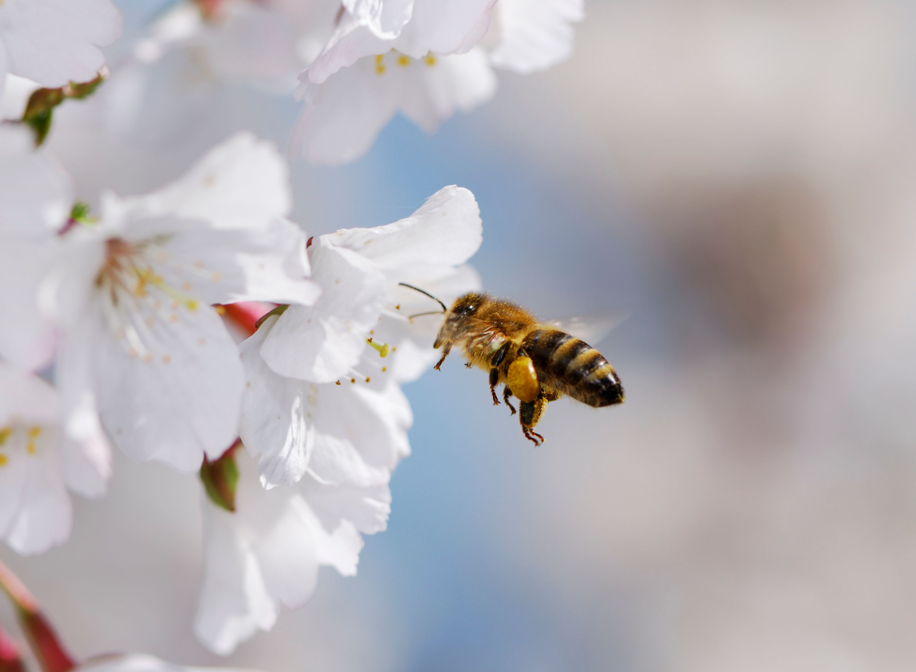 Honey bee on white blossom