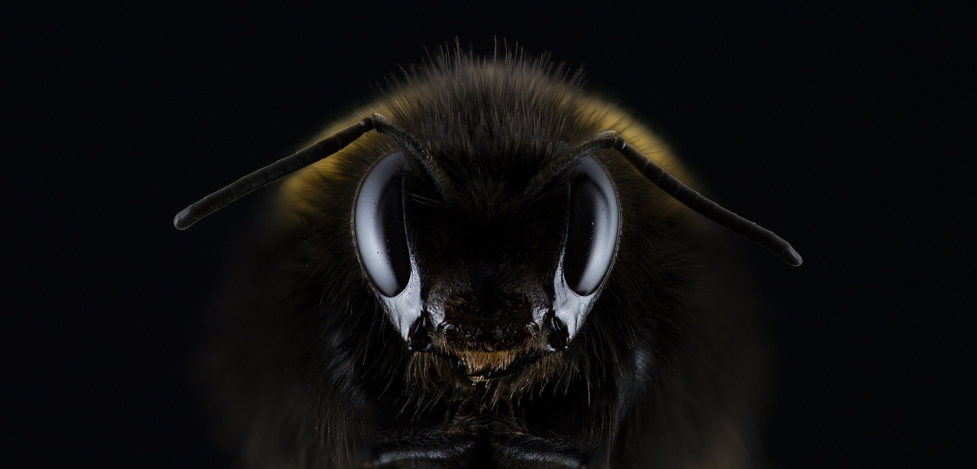 honeybee face