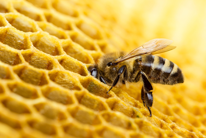 bee in the comb