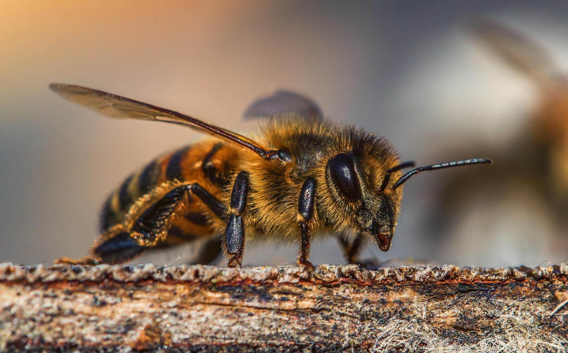 honey bee on wood