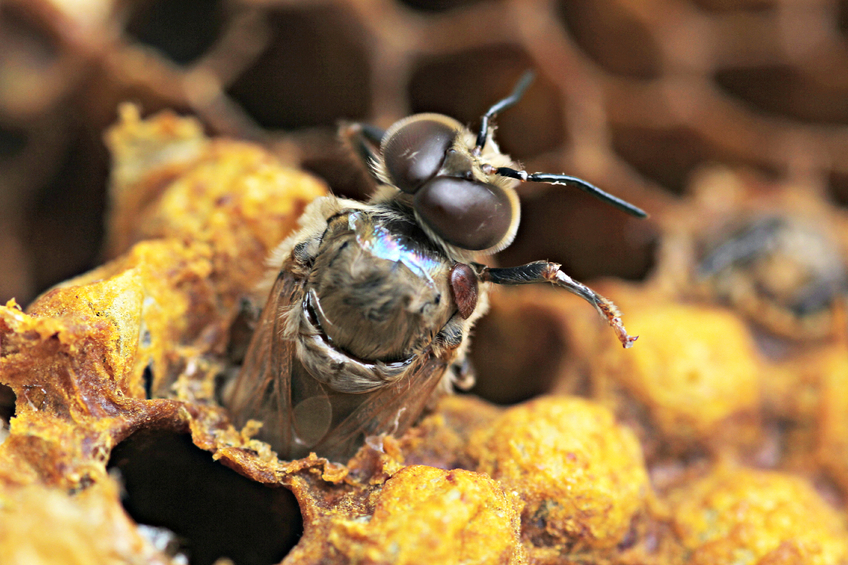 honey bee coming out of its cell being born with a mite on it