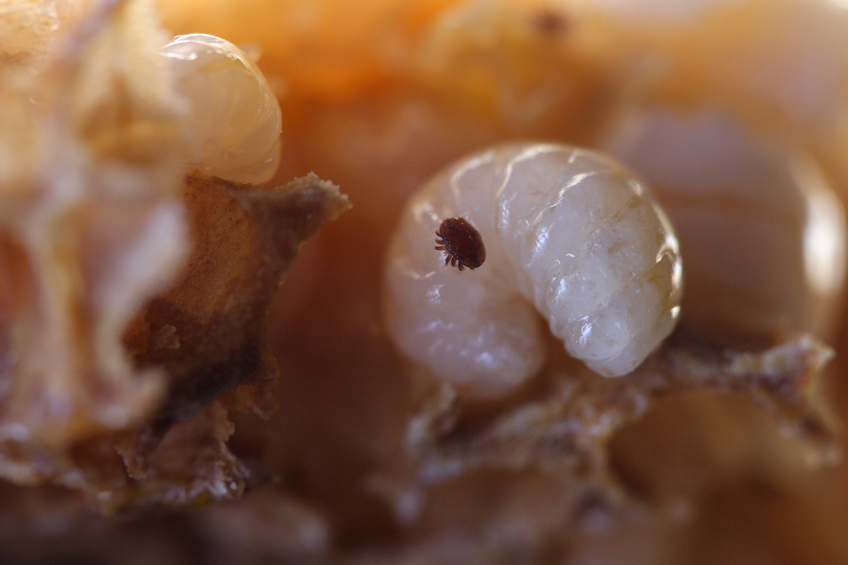 honey bee larva with a mite on it