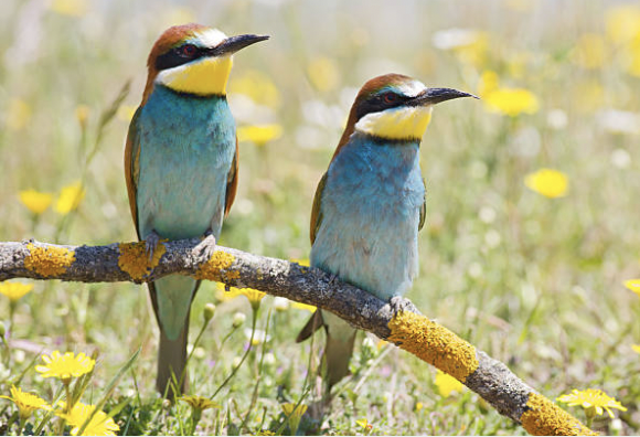 pair of Bee Eaters