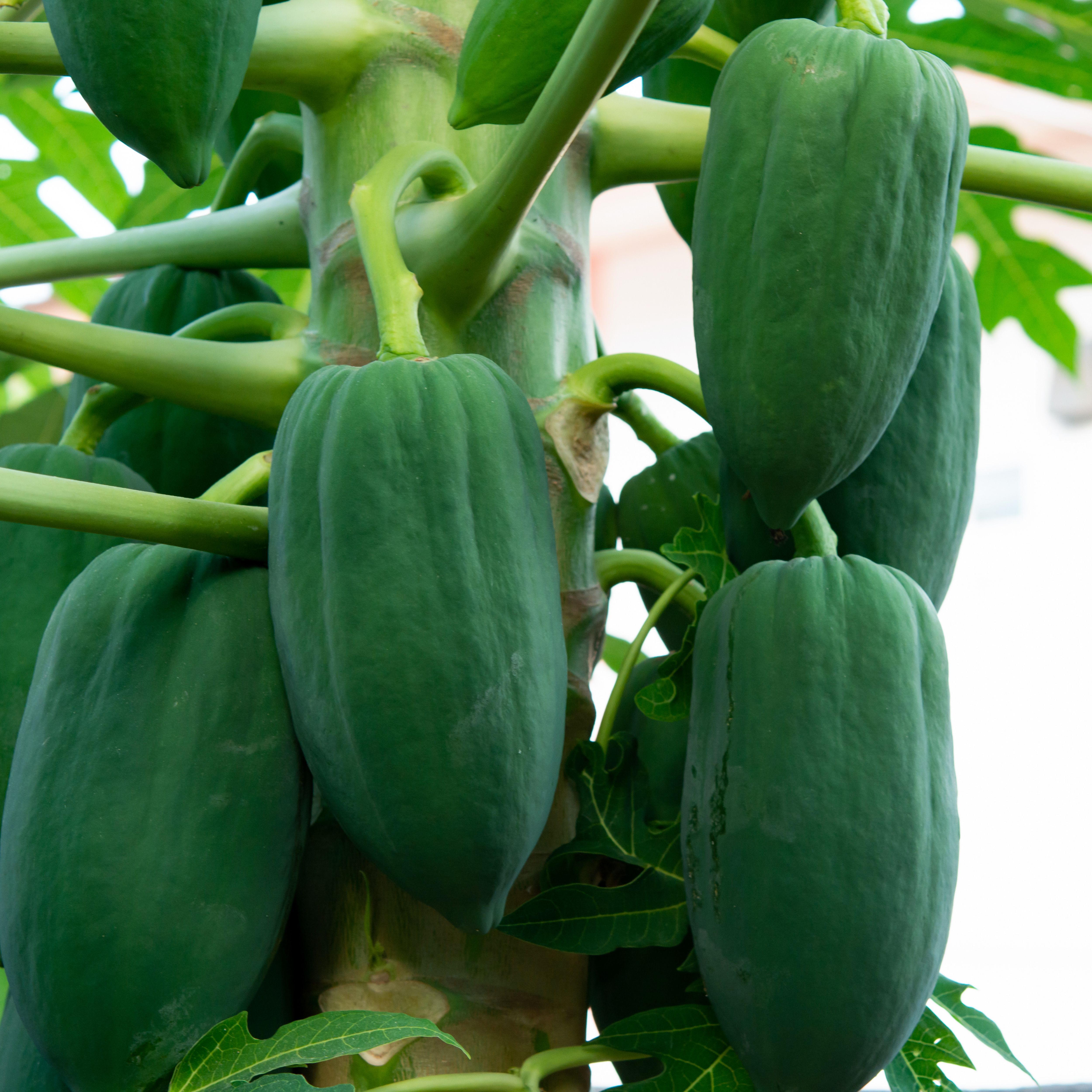 papaya on the vine