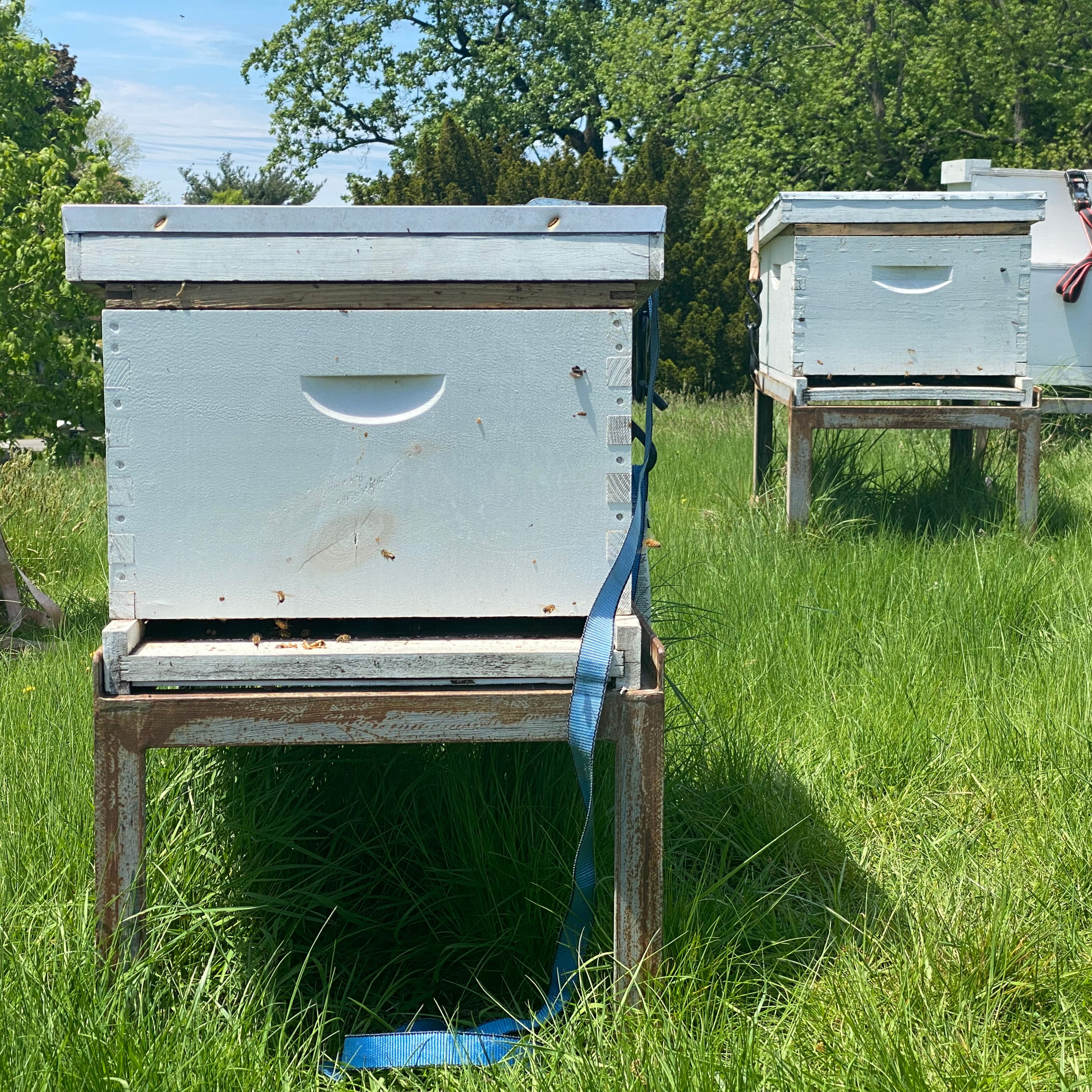 single brood chamber hives