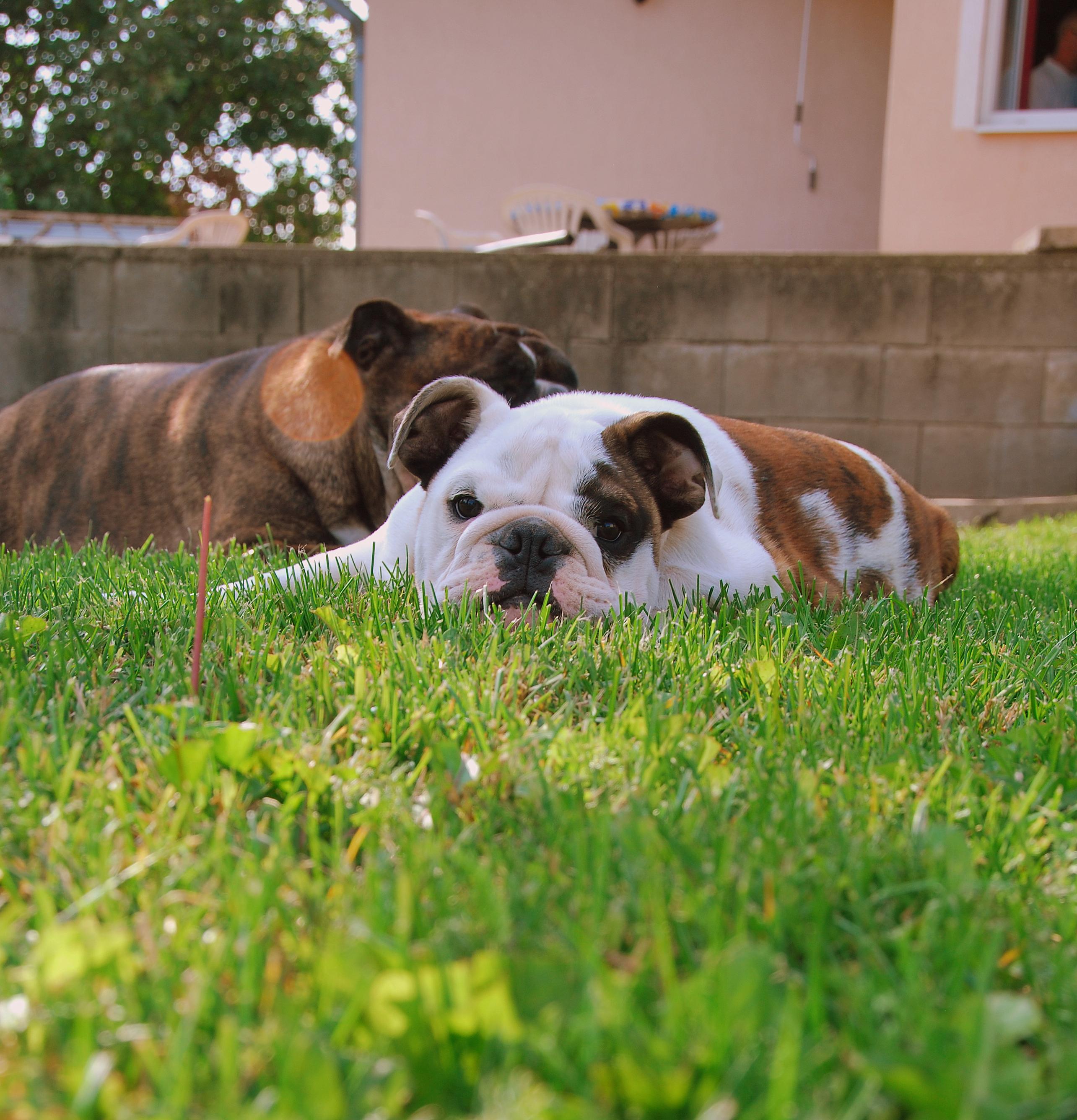 two English bulldogs laying in a yard on green grass