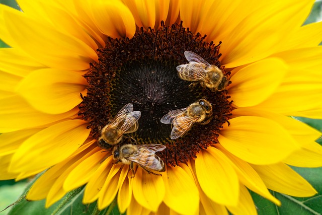 The superior Buckfast bee exists as a result of a diligent and long work of an old monastery in England Brother Adam Kehrie from Buckfast Alley. Brother Adam dedicated almost all his life to practicing beekeeping. He died in 1996 at the age of 93. 