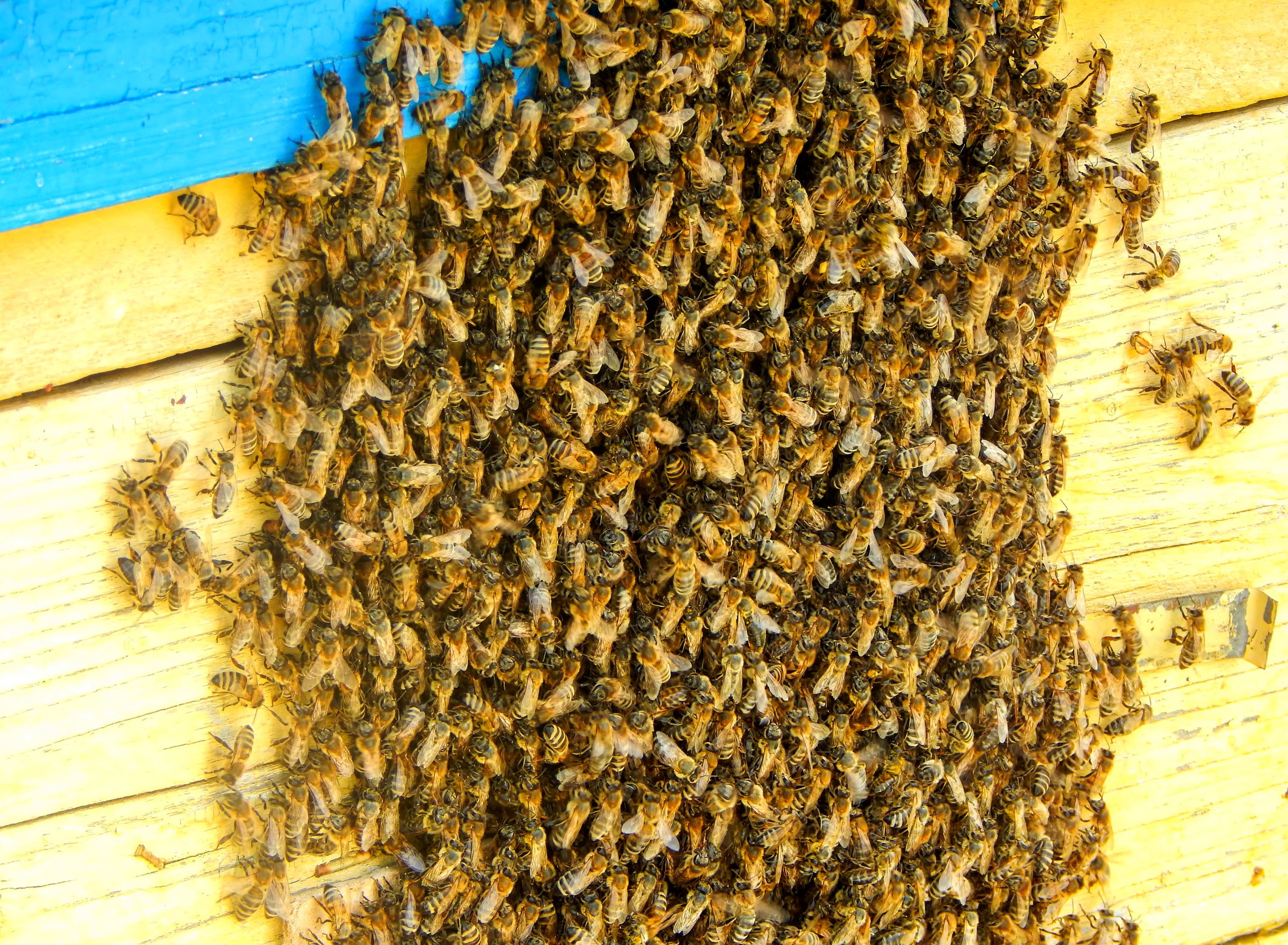 swarming on a hive