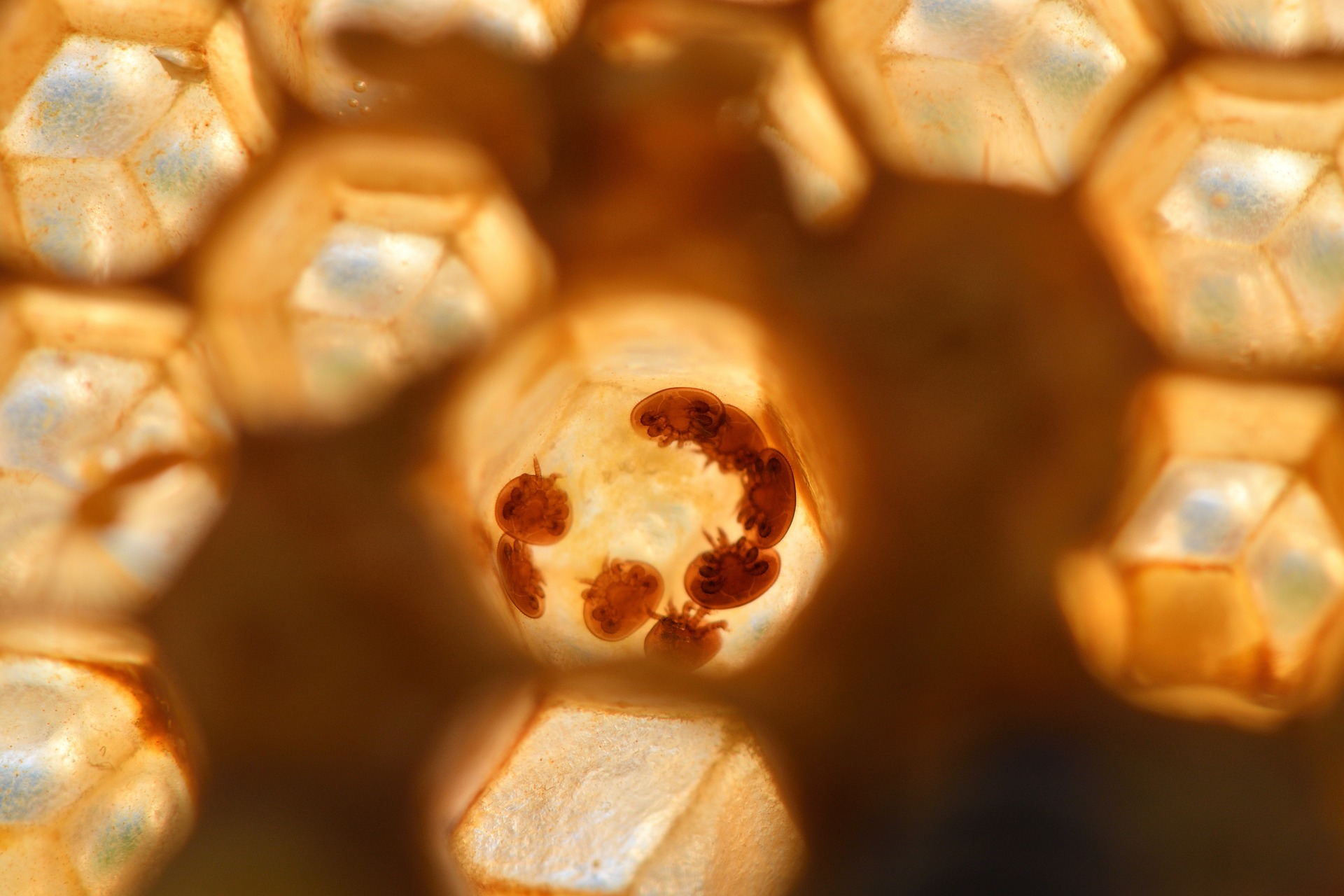 mites in honey cells
