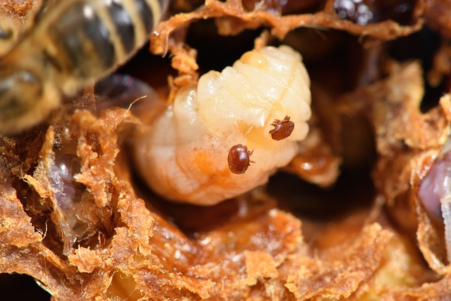 mites on larva