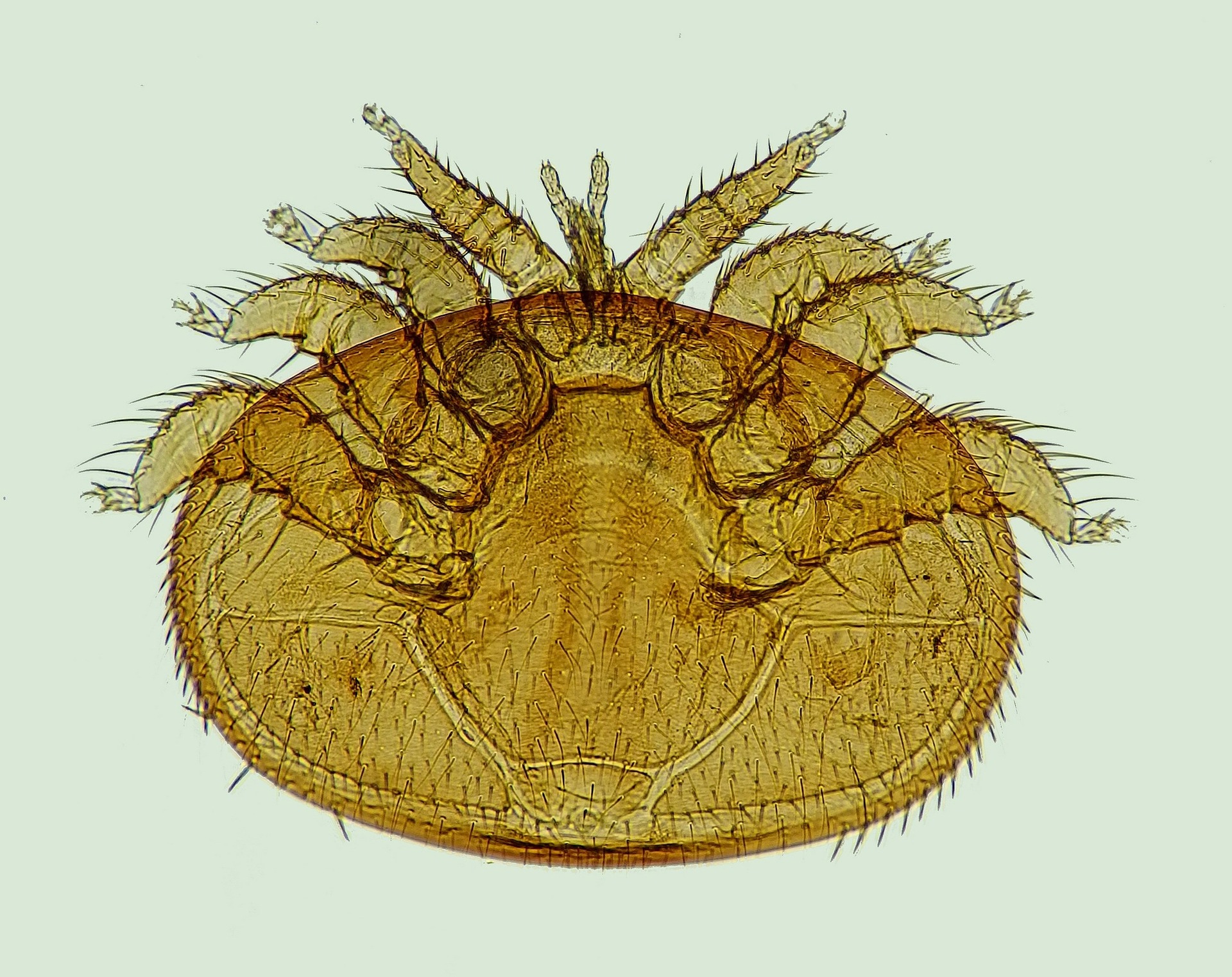 varroa mite closeup