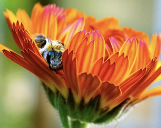 bee asleep in cone flower