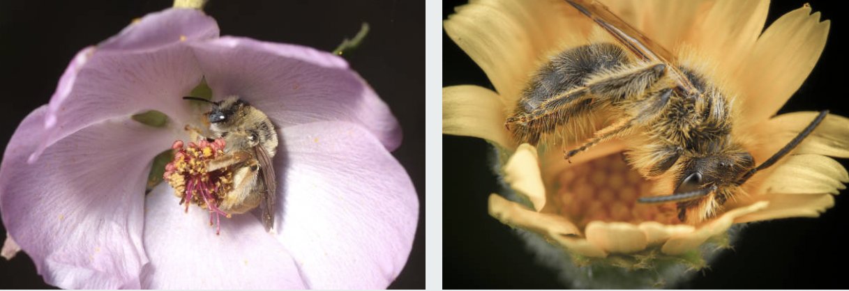 bees asleep in flowers