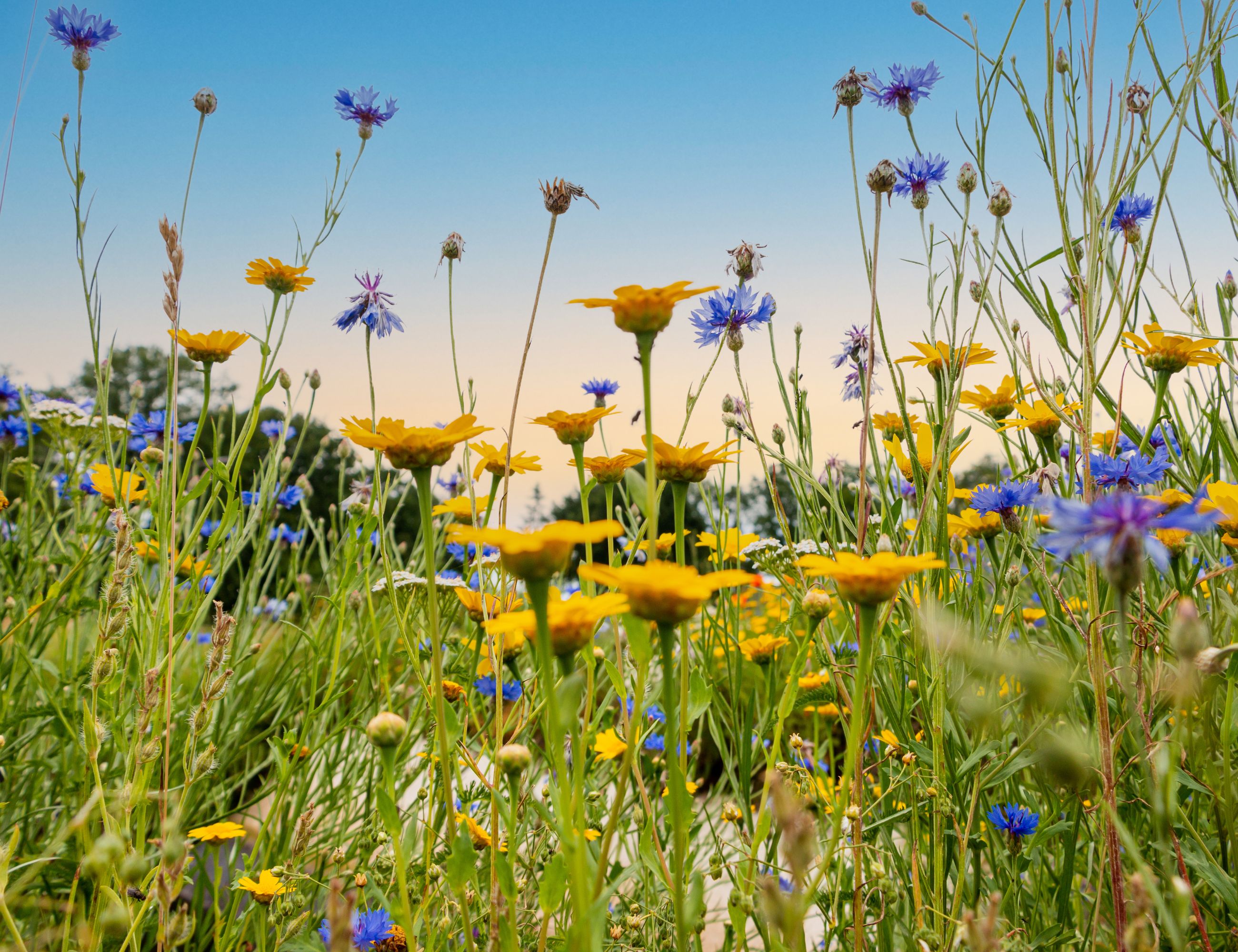 a flied of yellow and purple wildflowers