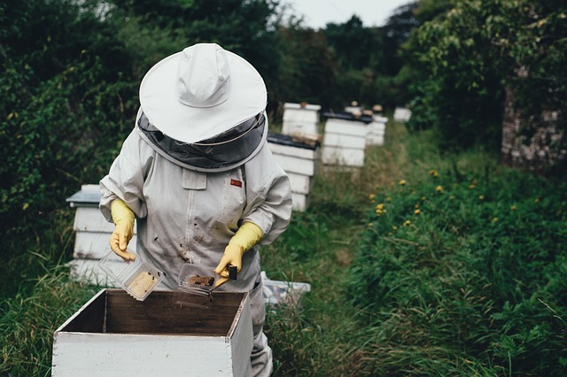 a person in a beehive suit inspecting beehives and collecting comb honey