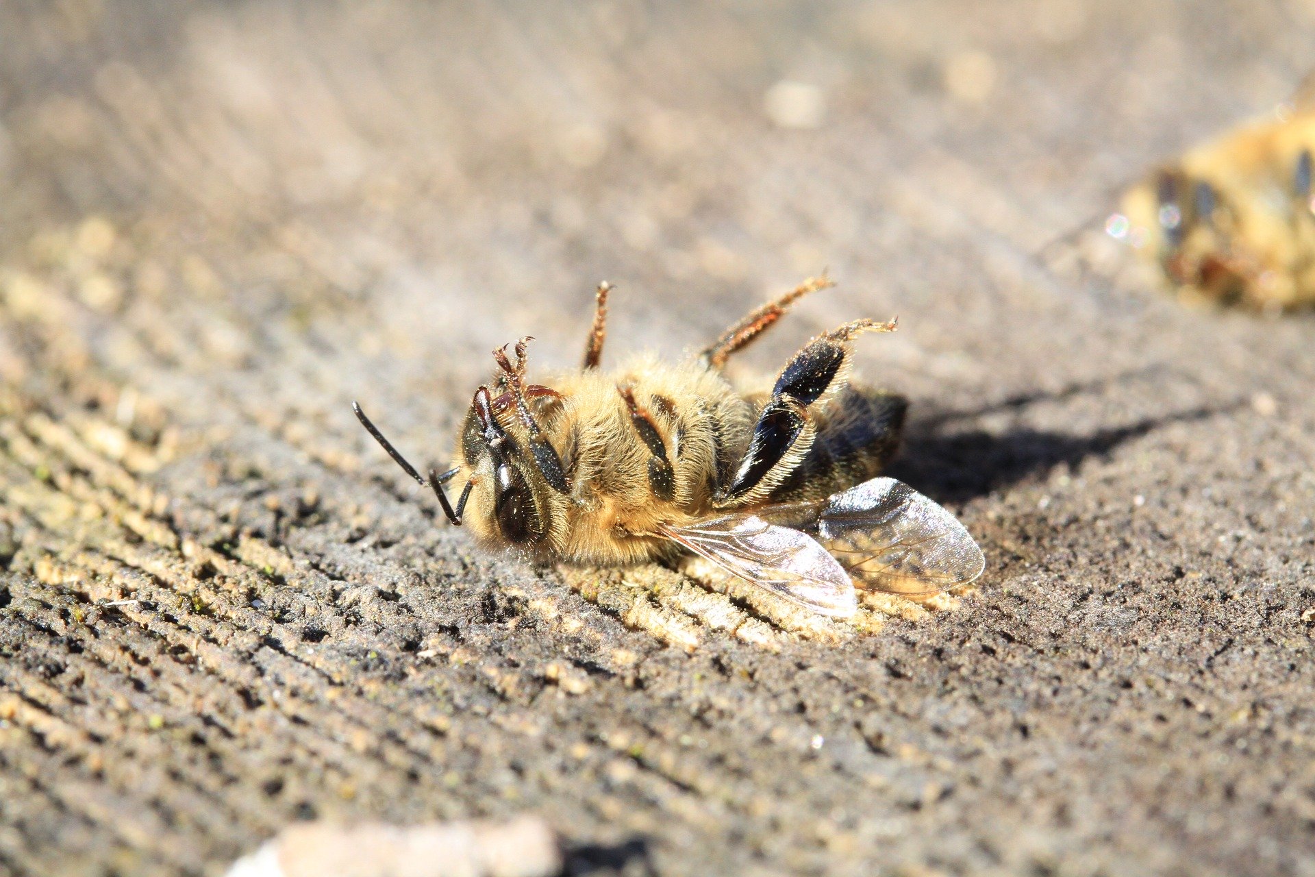 dead honeybee upside down