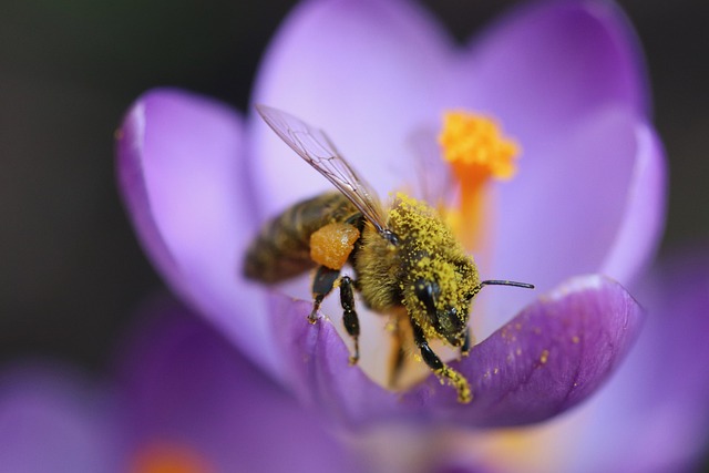 honeybee on purple crocus with pollen pants and pollen all over its body