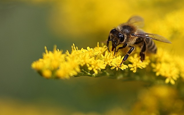 honey bee on yellow flowers