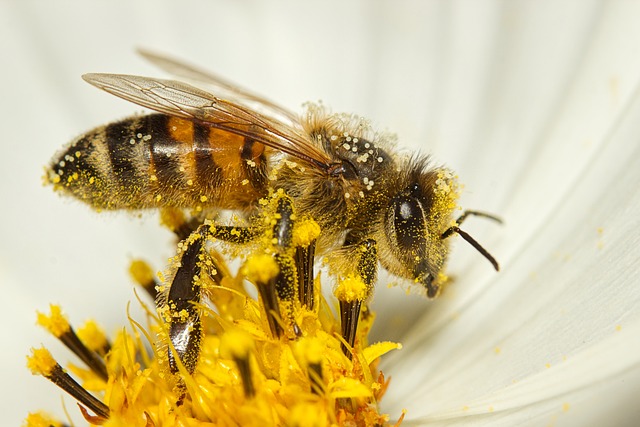 honey bee on white flower with pollen