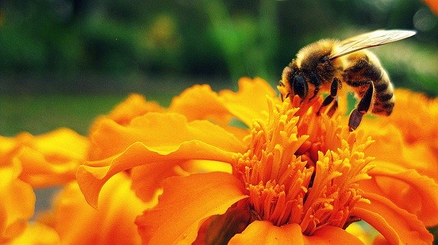 honeybee on orange flowers