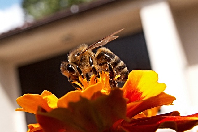 Buckfast honey bee on marigold