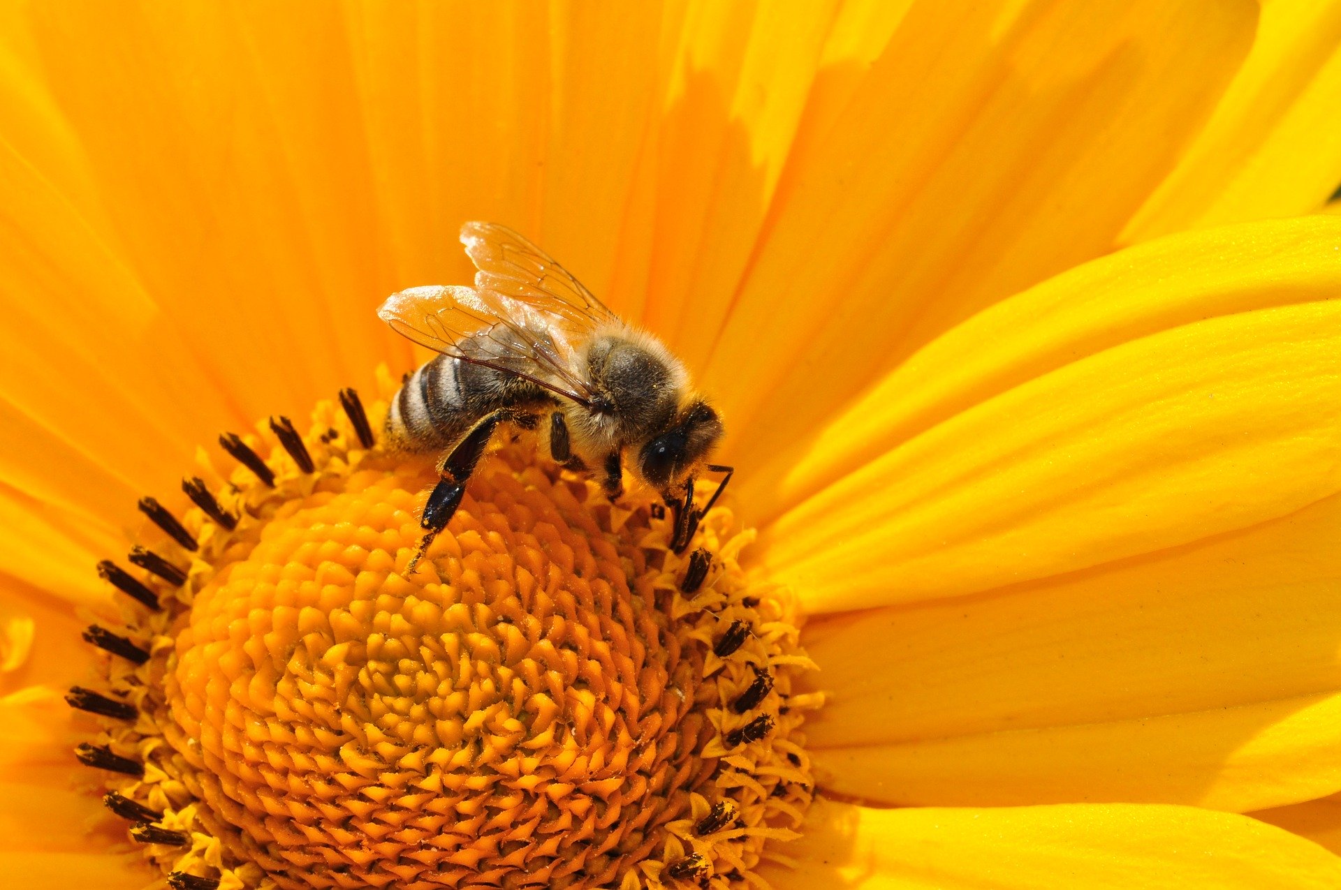 bee on sunflower