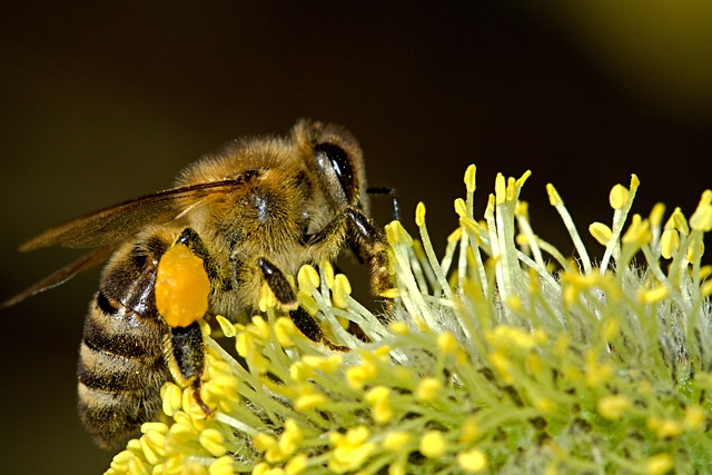 bee foreign on a flower