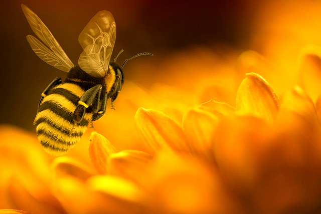 bee collecting nectar