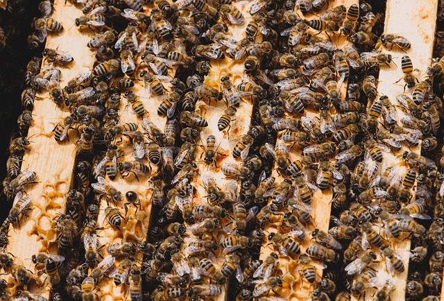 beehive inside