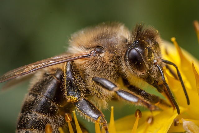 bee with tongue out eating