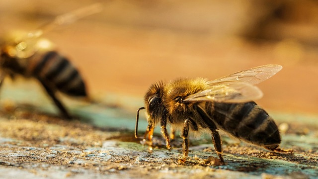 honey bee on wooden ledge