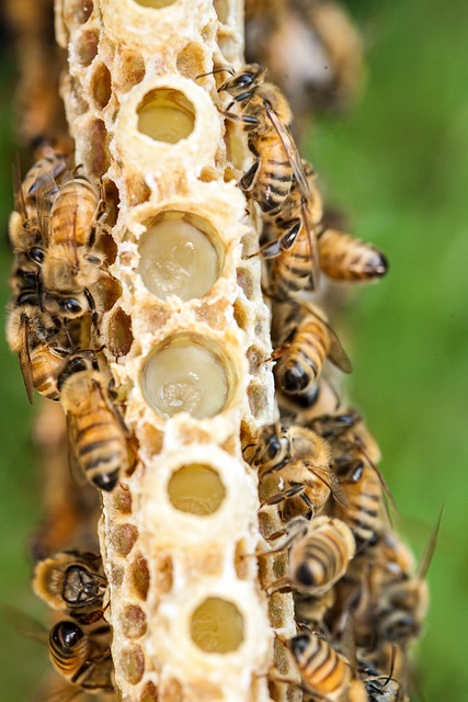 showing how the bees create royal jelly