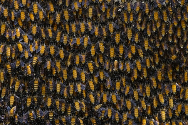 bee swarm